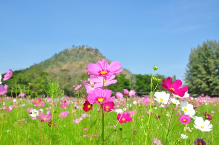 field of cosmos flowerの写真素材