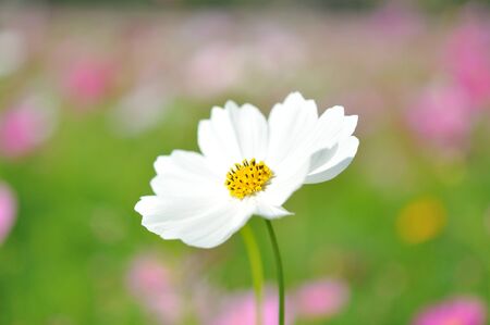 close up to white cosmos flowerの写真素材