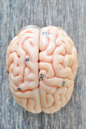 human brainの写真素材