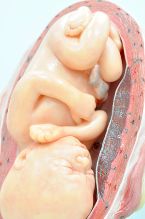 fetus in seventh month in normal positionの写真素材
