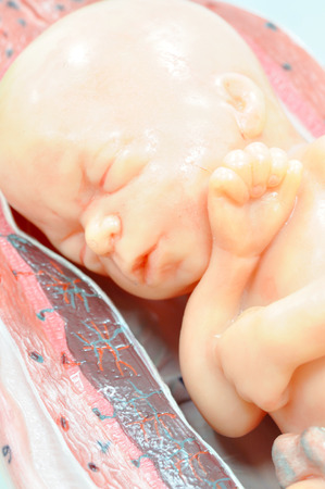 fetus in seventh month in normal positionの写真素材