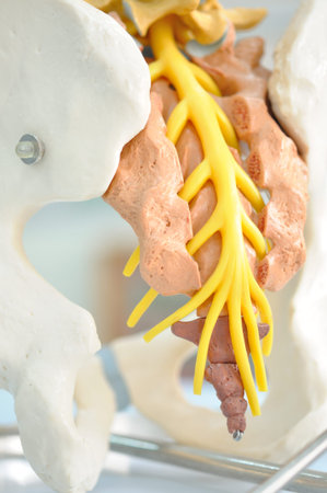 back bone of human