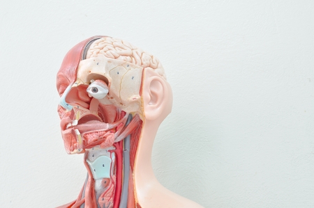 human anatomy model human anatomy model