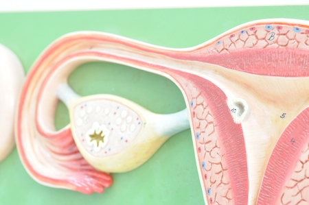 close up to uterusの写真素材