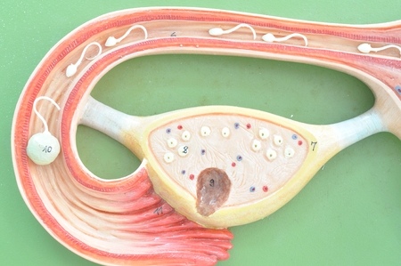 close up to uterusの写真素材