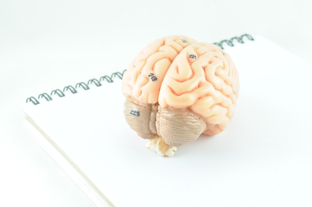 brain and thinkingの写真素材