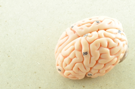 human brainの写真素材