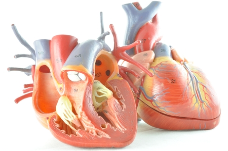 human heartの写真素材