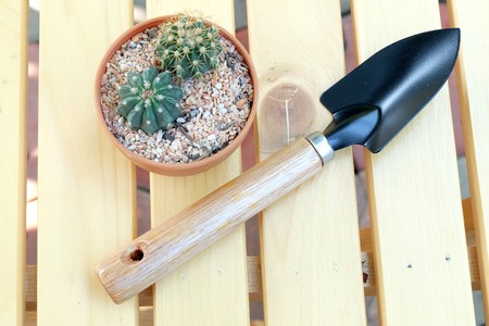 spade and cactus on wooden tableの写真素材