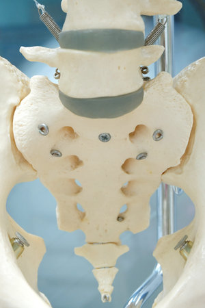 human skull model on laboratoryの写真素材