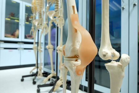human skull model on laboratoryの写真素材