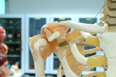 human skeletal model with focusing arm areaの写真素材