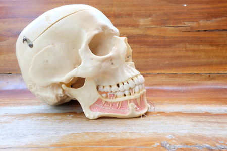 human skull model on wooden backgroundの写真素材