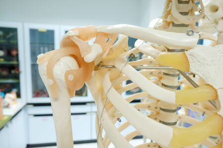 human skull model on laboratoryの写真素材