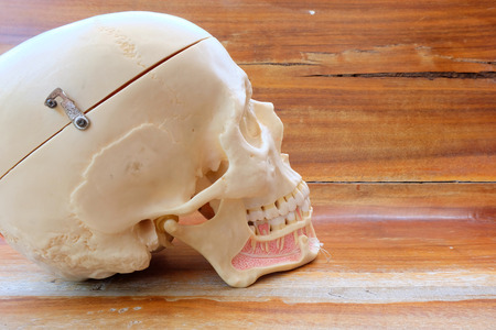 human skull model on wooden backgroundの写真素材