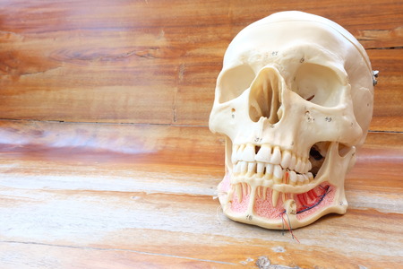 skull on wooden backgroundの写真素材