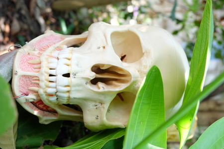 human skull model in the forestの写真素材