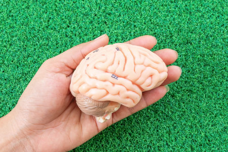 human brain model on green grass background