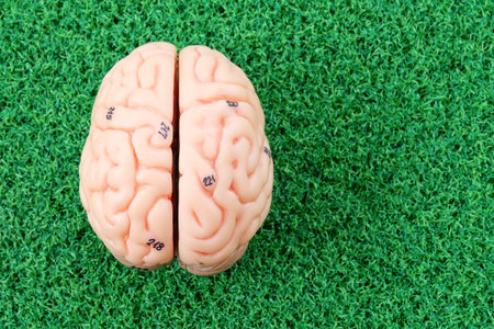 human brain model on green grass backgroundの写真素材