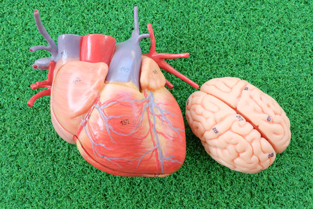 heart and brain on green grass backgroundの写真素材