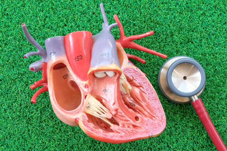 human heart model on green grass backgroundの写真素材