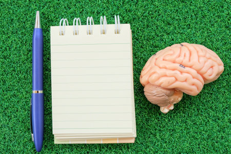 brain and note book on green grass backgroundの写真素材