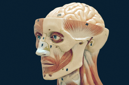 muscular of human with old styleの写真素材