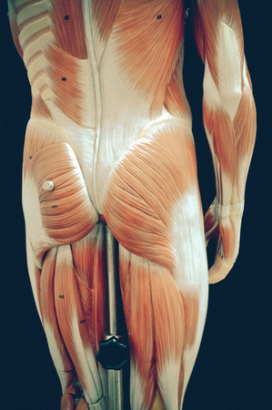 muscular of human with old color styleの写真素材