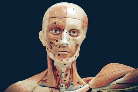 muscular of human with old styleの写真素材