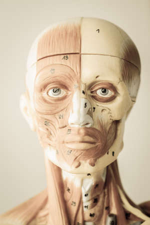 muscular of human with old styleの写真素材