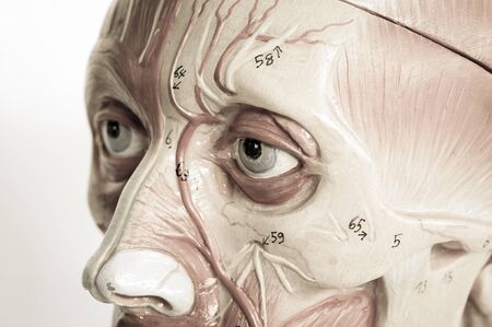 muscular of human with old styleの写真素材