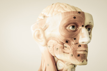model of human anatomy with old styleの写真素材