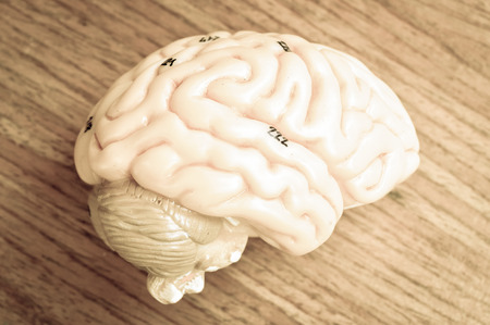 human brain with vintage styleの写真素材