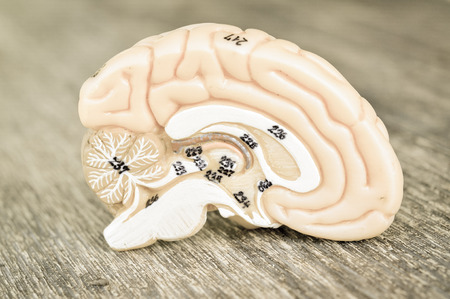 human brain with vintage styleの写真素材