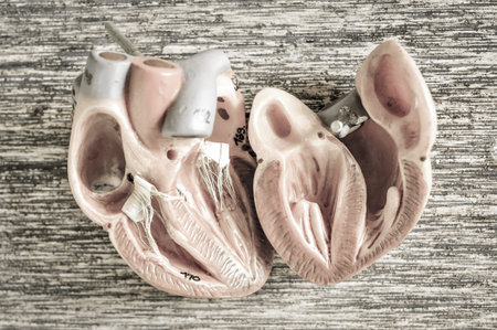 human heart with vintage styleの写真素材