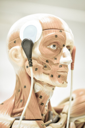 electromyography model with old color styleの写真素材