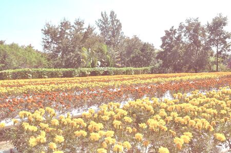 beautiful flower with vintage styleの写真素材