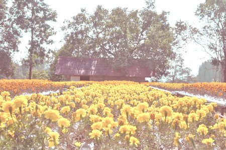 beautiful flower with vintage styleの写真素材