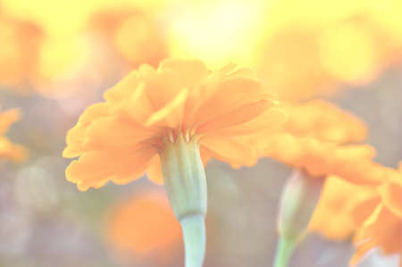 beautiful flower with vintage styleの写真素材