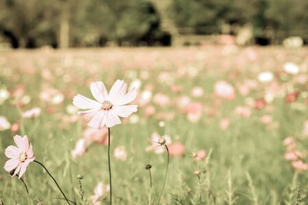 beautiful flower with vintage styleの写真素材
