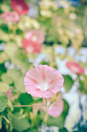 beautiful flower with vintage style