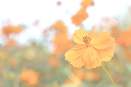 beautiful flower with vintage styleの写真素材