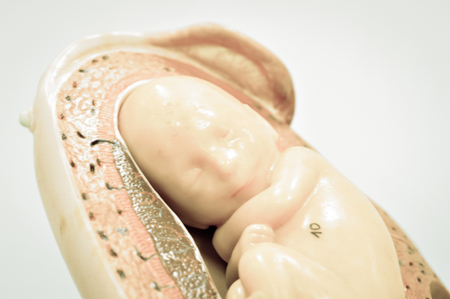 fetus in uterus with old color styleの写真素材