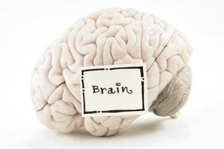 human brain model with old color style