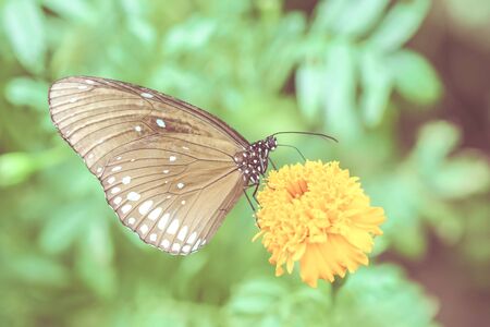 butterfly in the garden with vintage color styleの写真素材