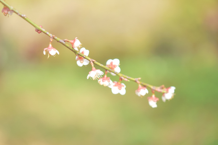 sakura flower with vintage color style,Thailandの写真素材