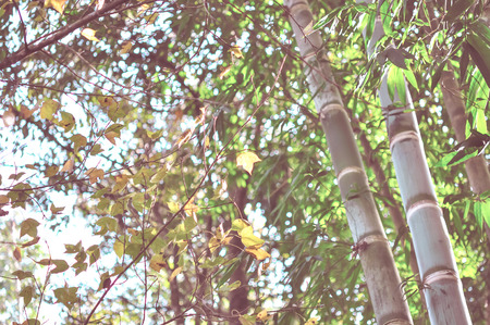 maple leaf with vintage color styleの写真素材