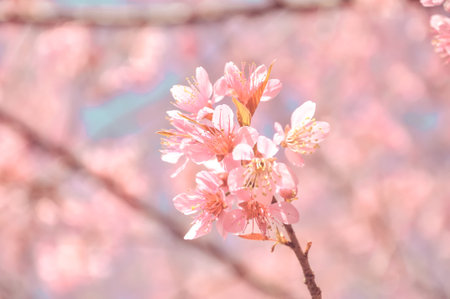 sakura flower with vintage color style,Thailand