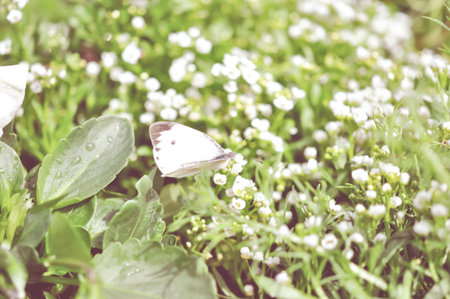 beautiful flower with vintage style