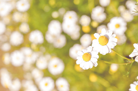 beautiful flower with vintage color style